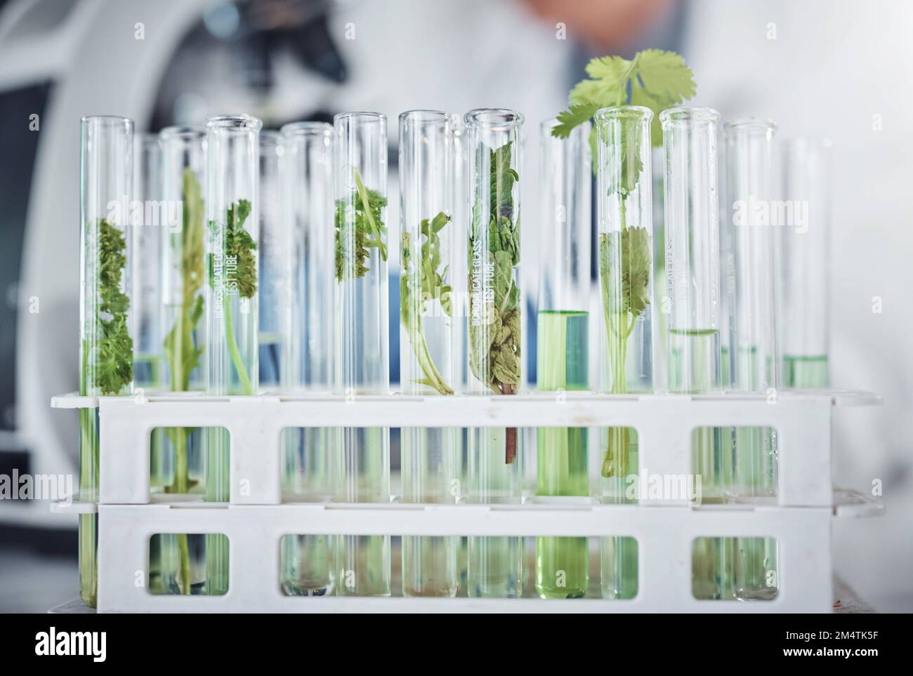 Scienza, laboratorio o piante in provetta per la medicina, la conoscenza sanitaria o la ricerca di crescita naturale. Agricoltura, foglie o erbe verdi in chimica Foto Stock