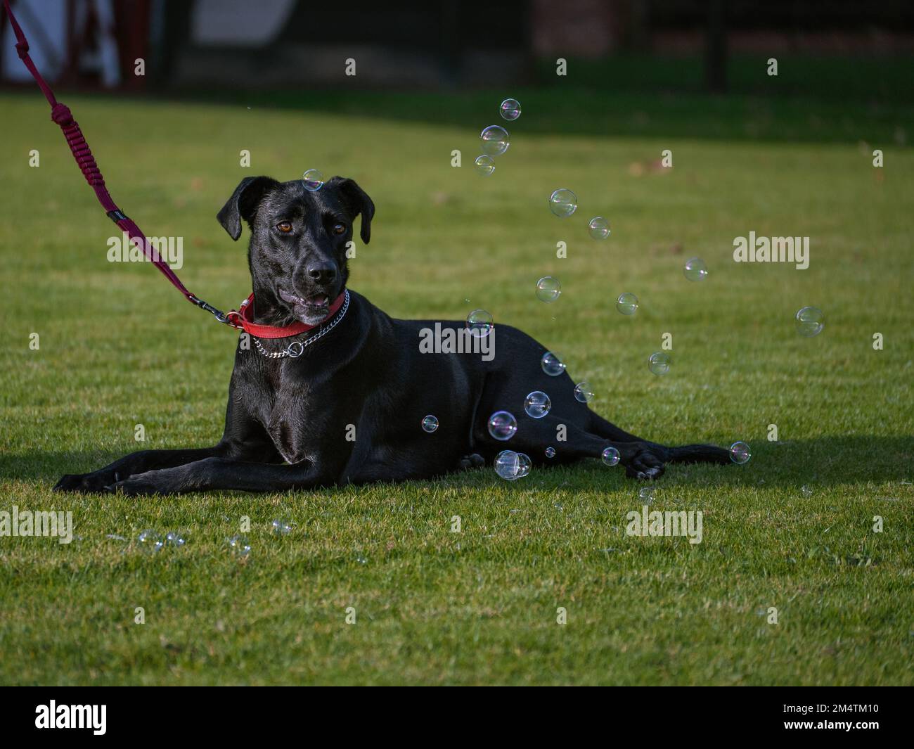 cane nero di razza mista che posa sull'erba Foto Stock