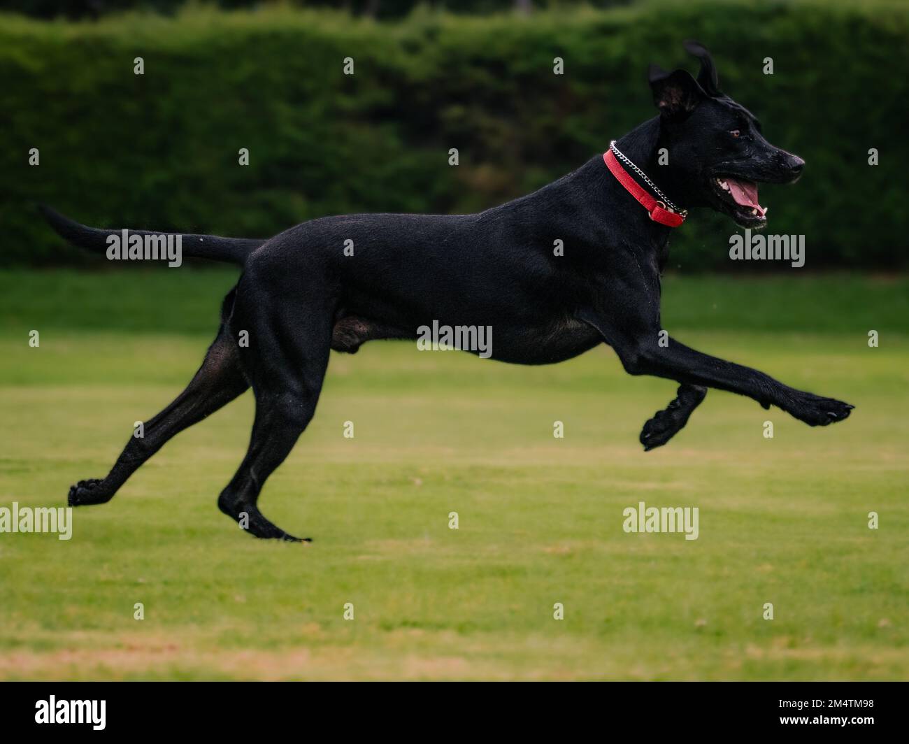 cane nero di razza mista che corre in un parco Foto Stock
