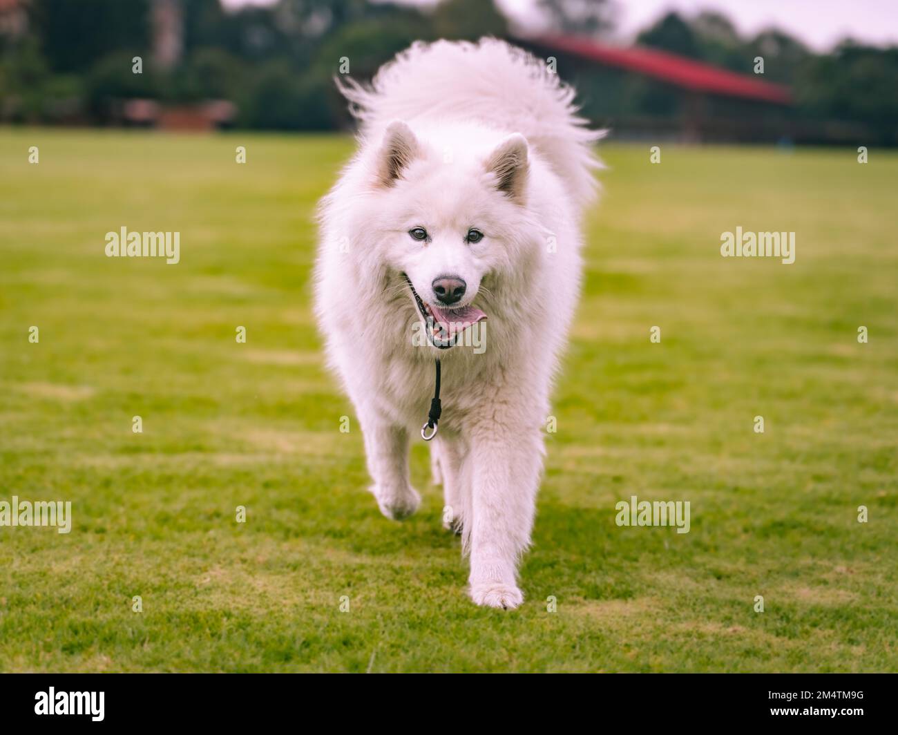 Samoyed cane che corre verso la telecamera in un parco Foto Stock