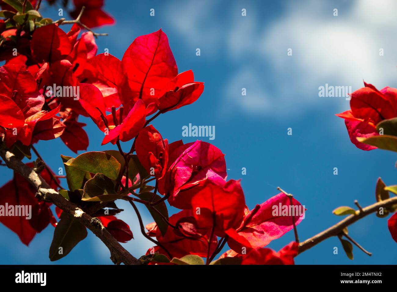 Fiori rossi con cielo blu e nuvole bianche, Wellington, North Island, Nuova Zelanda Foto Stock
