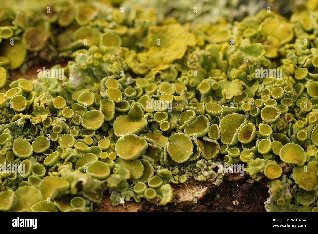 Primo piano colorato su lichene verde ayellow del sunburst marittimo, Xanthoria parietina su un ramoscello di un albero Foto Stock