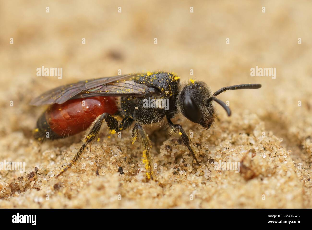 Primo piano naturale su un cuculo rosso brillante, Sphecode , seduto nella sabbia Foto Stock
