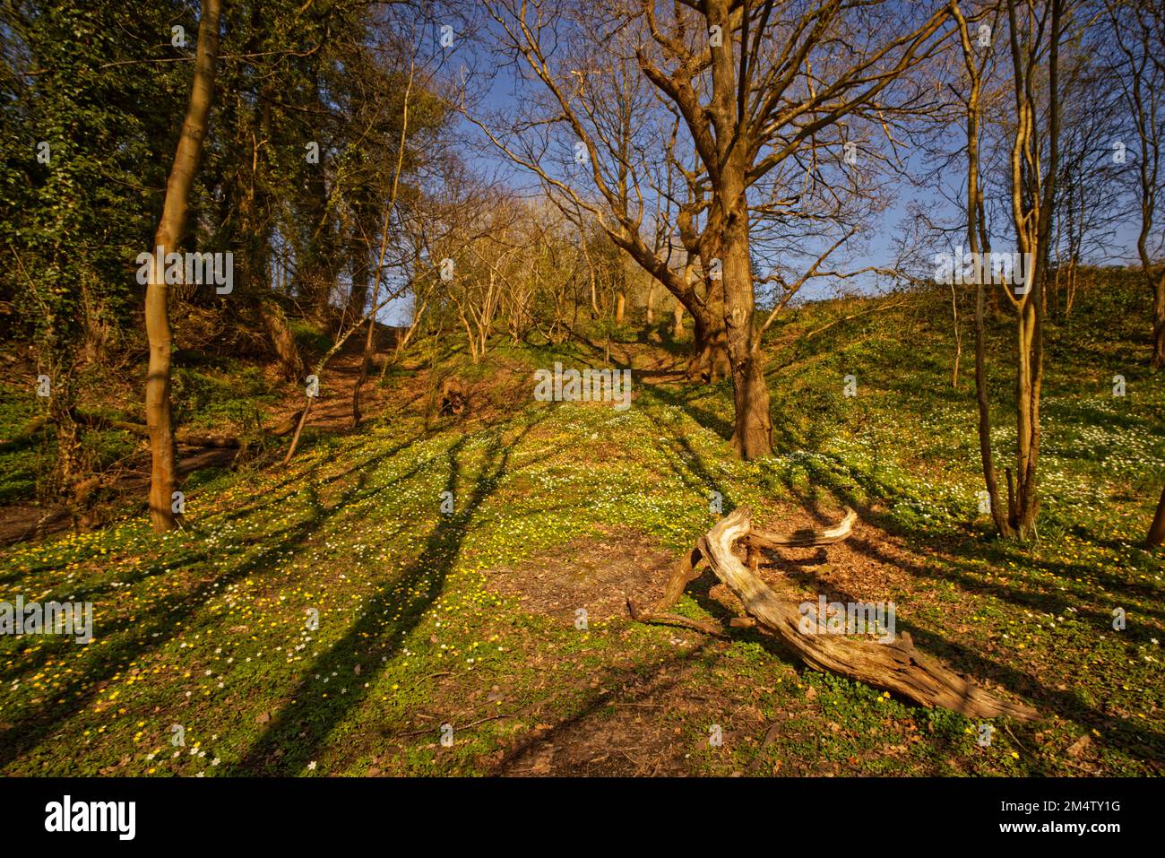 Boschi gestiti a Moss Valley Park, Brynteg, Wrexham, Galles del Nord, Regno Unito Foto Stock