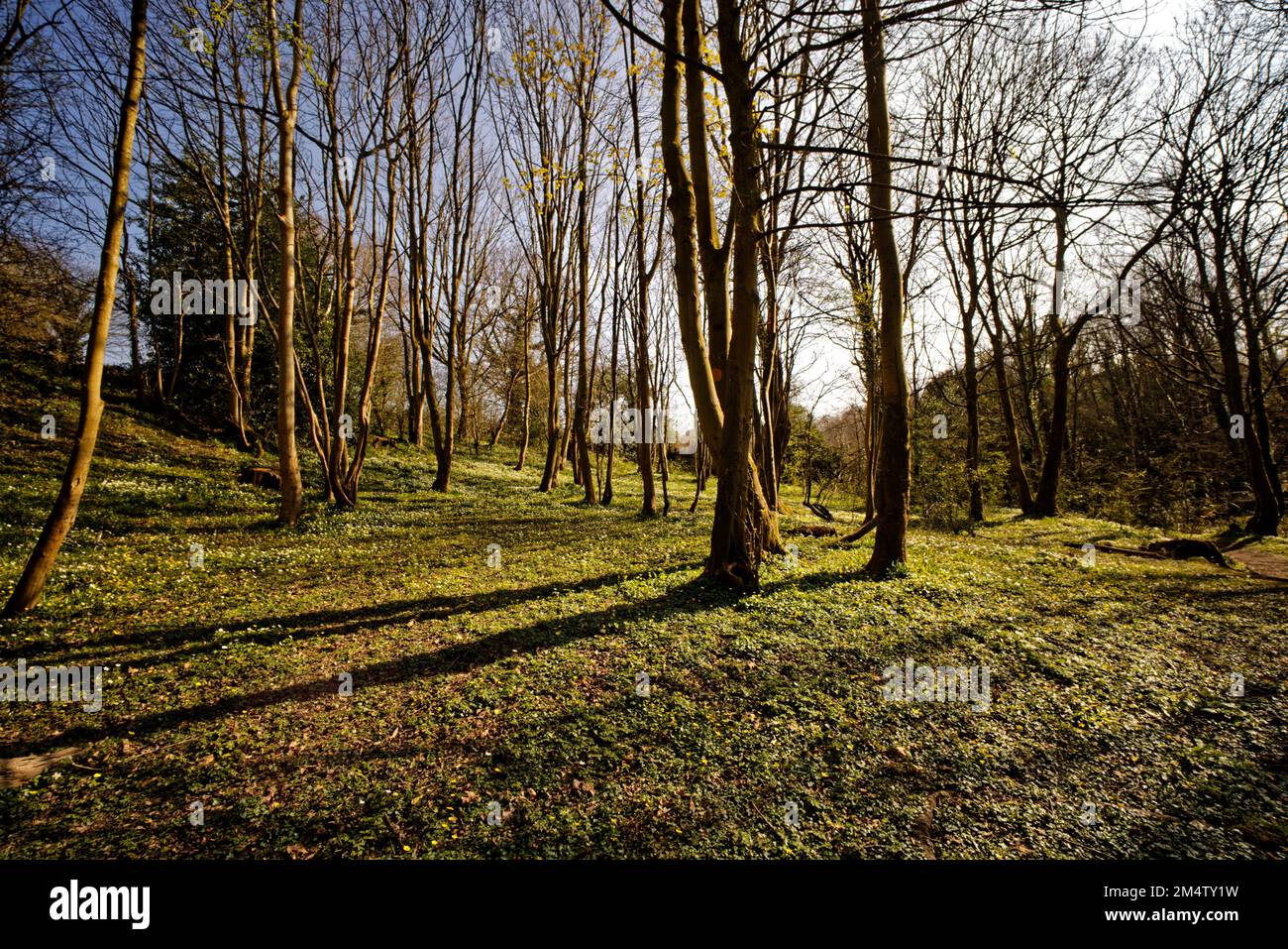 Boschi gestiti a Moss Valley Park, Brynteg, Wrexham, Galles del Nord, Regno Unito Foto Stock