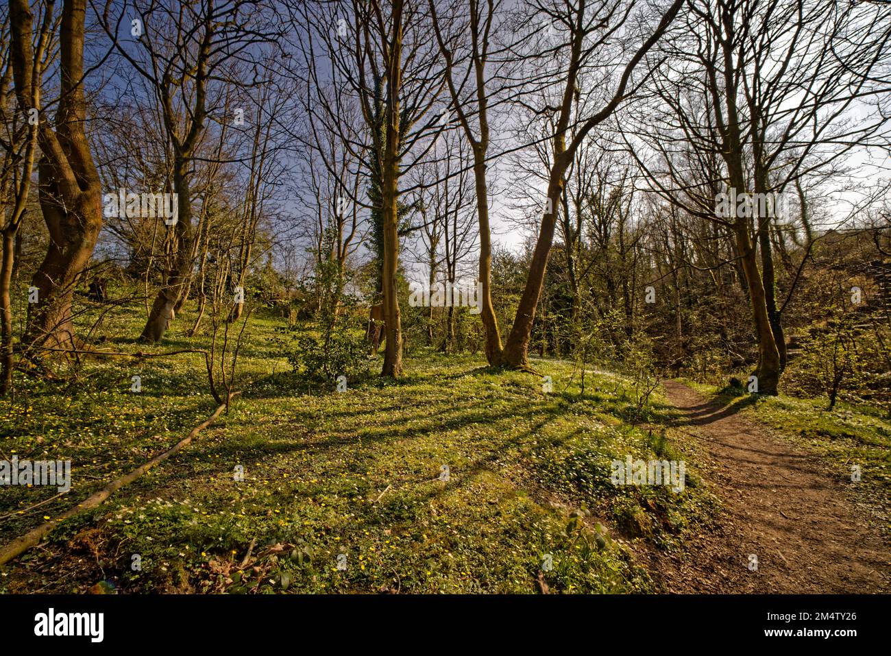Boschi gestiti a Moss Valley Park, Brynteg, Wrexham, Galles del Nord, Regno Unito Foto Stock