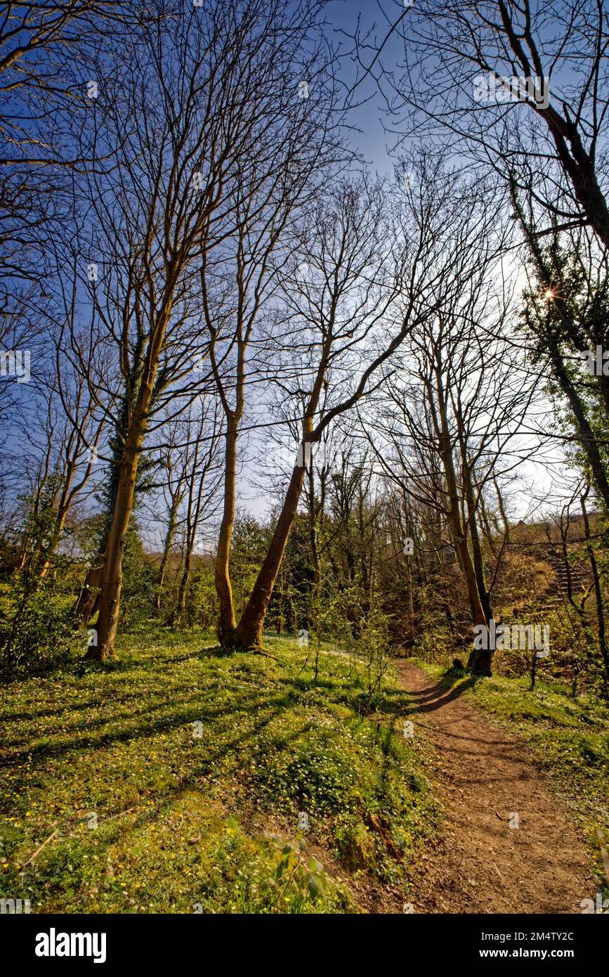 Boschi gestiti a Moss Valley Park, Brynteg, Wrexham, Galles del Nord, Regno Unito Foto Stock