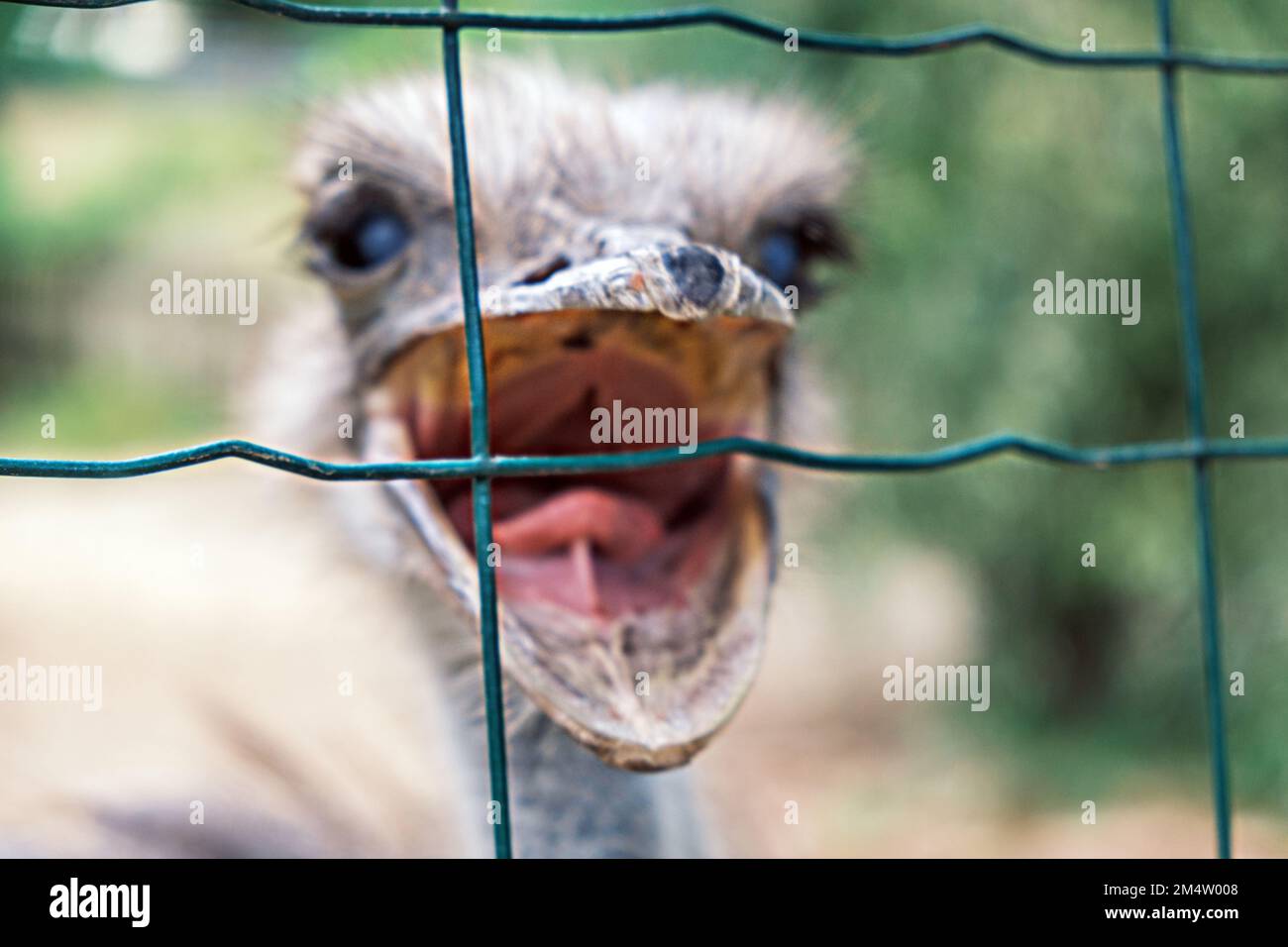 Immagine sfocata del movimento di uno struzzo con un becco aperto che attacca una rete su uno sfondo di verde, primo piano. Foto Stock