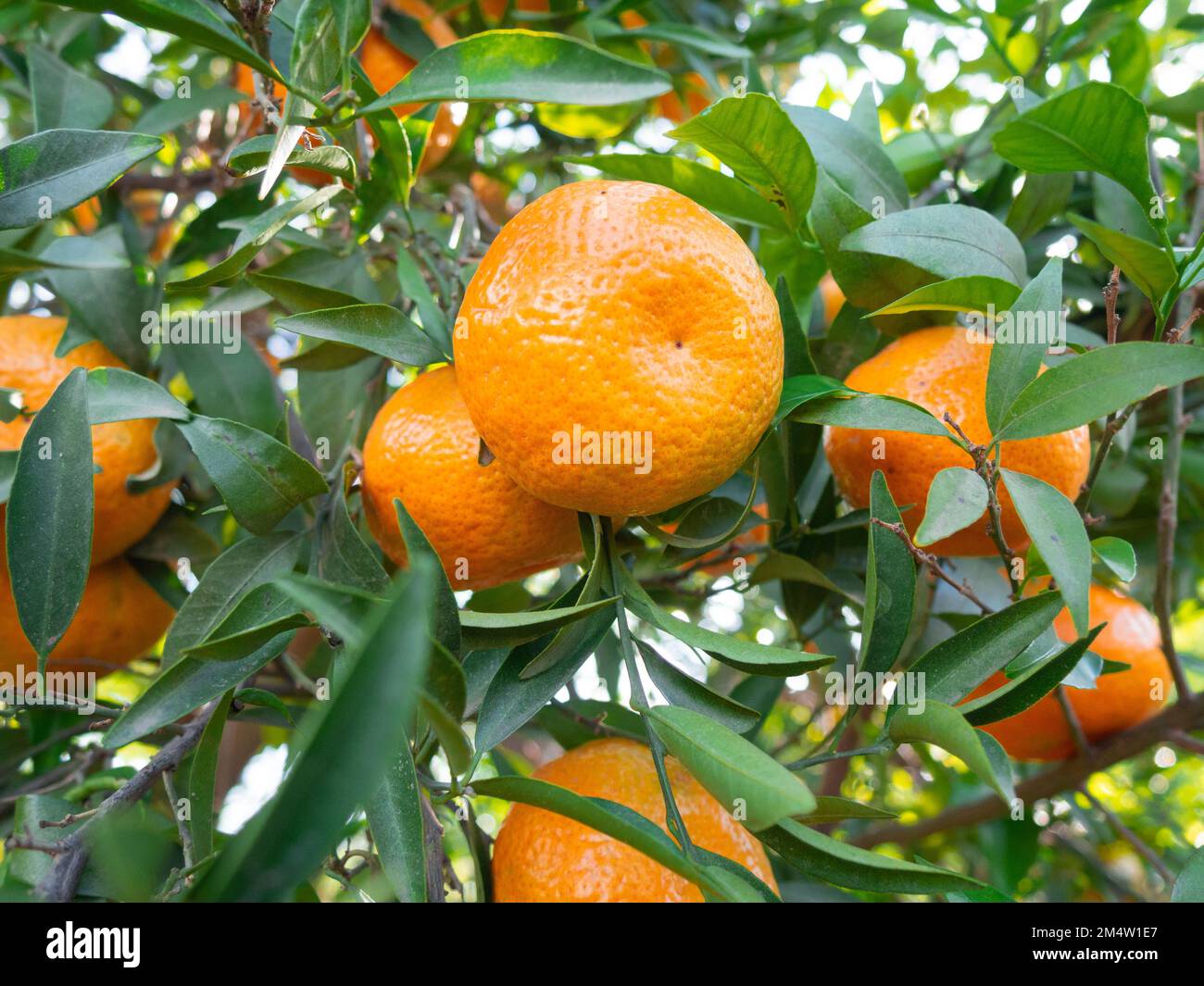 Gruppo di tangerini aranciati appesi su un albero in una toppa vegetale Foto Stock