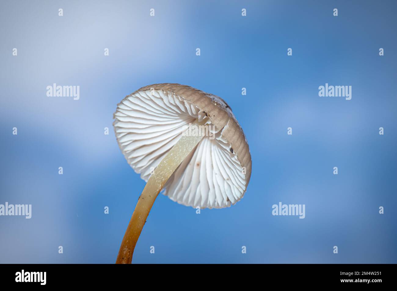 Foraggio di funghi psilocibina con cappuccio Liberty - funghi psichedelici in natura Foto Stock