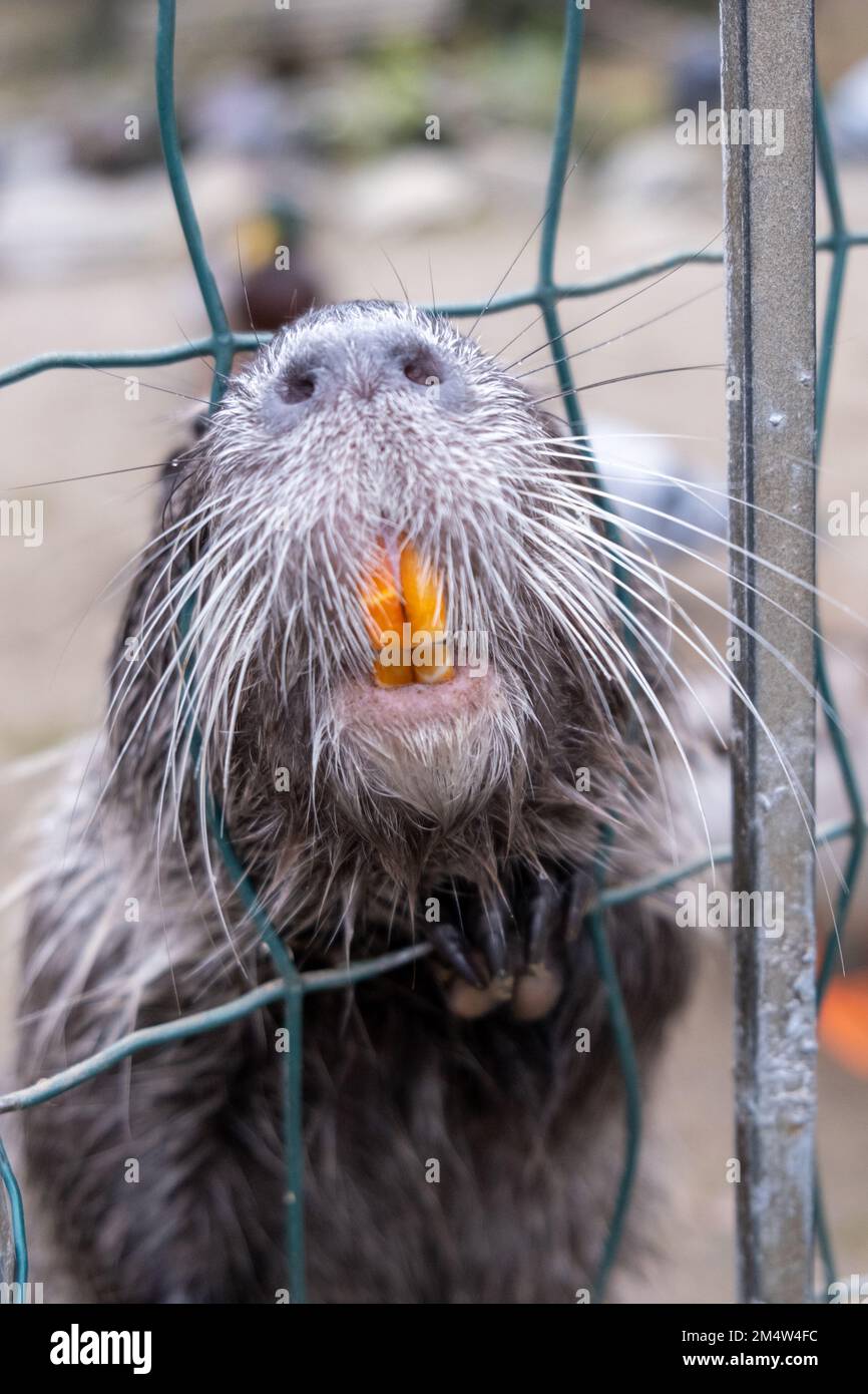 Un primo piano verticale di un roditore di nutria con grandi denti arancioni che attaccano la sua faccia fuori da un recinto di catena Foto Stock