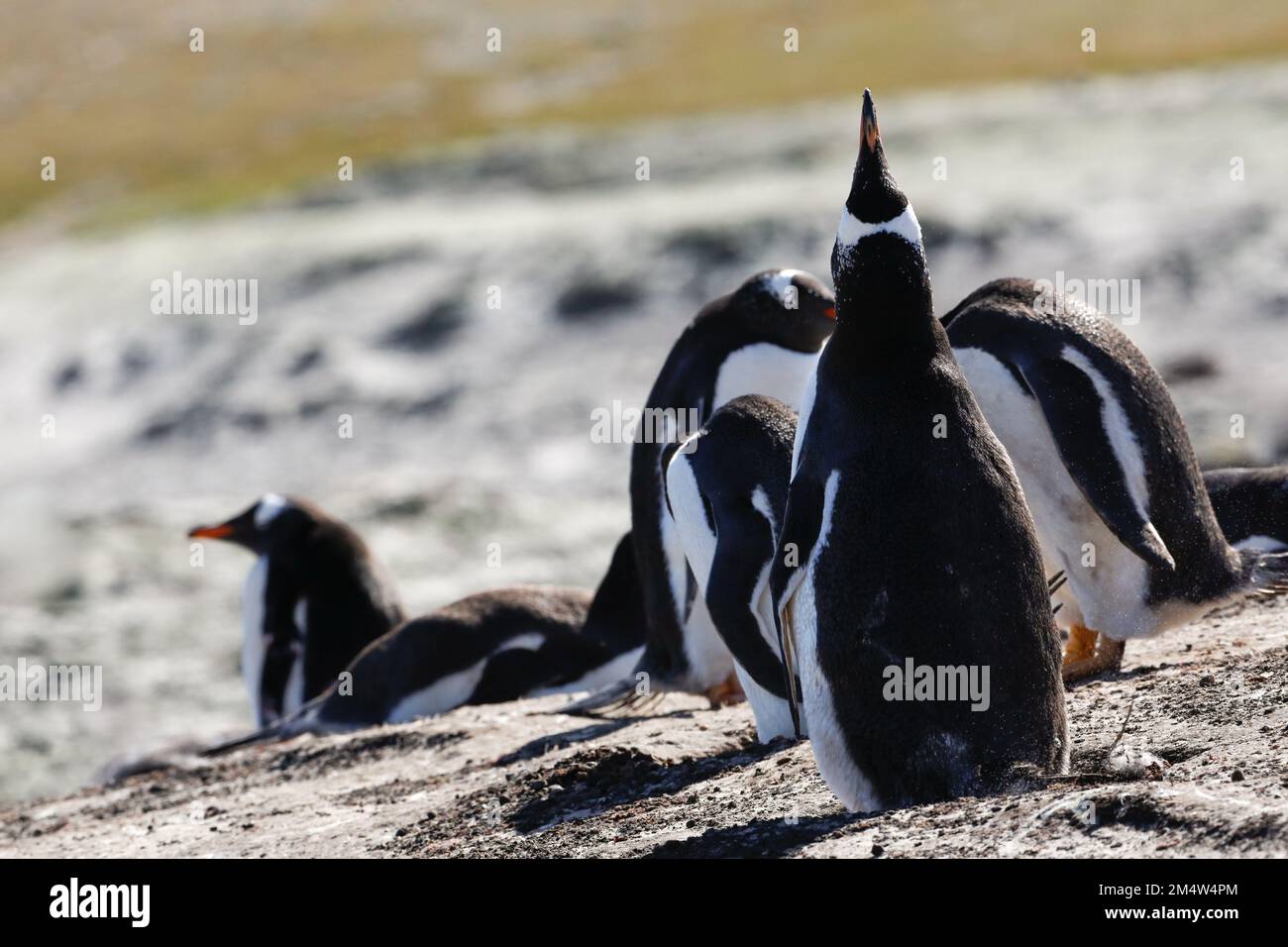Pinguino Gentoo che produce una chiamata di accoppiamento nella speranza di attrarre un compagno. Falklands. Foto Stock