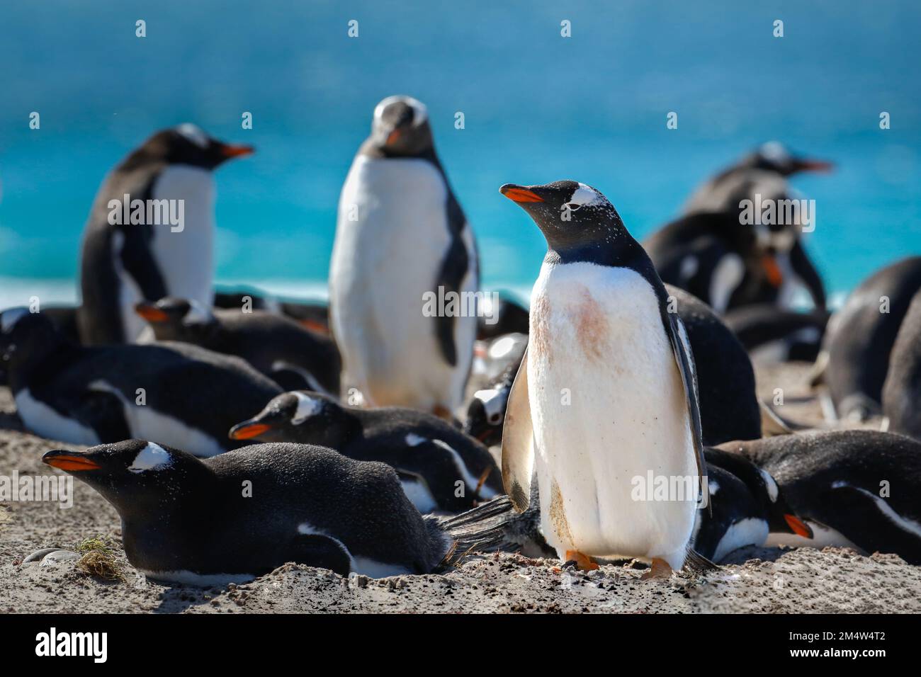 Un gruppo di pinguini gentoo che si trovano nella zona di nidificazione. Falklands. Foto Stock