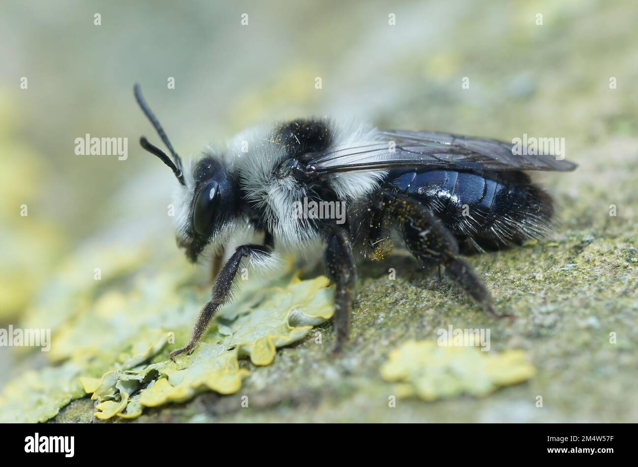 Particolare closeupo n un'ape femminile Ashy mining, Andrena cineraria, con la sua tipica banda dorsale nera Foto Stock