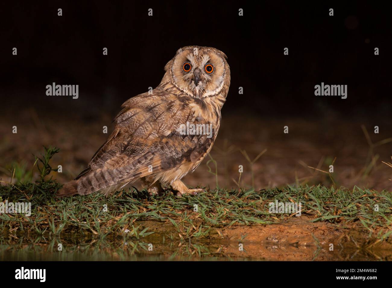 Gufo dalle orecchie lunghe (Asio otus) sul terreno vicino all'acqua. Questo gufo abita terreno boschivo vicino a paese aperto in tutto l'emisfero settentrionale. È rigorosamente n Foto Stock