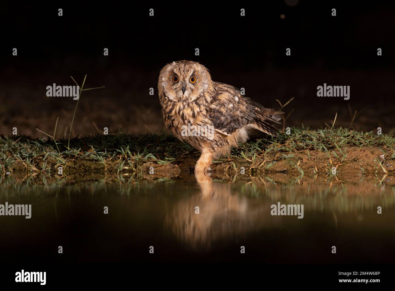 Gufo dalle orecchie lunghe (Asio otus) sul terreno vicino all'acqua. Questo gufo abita terreno boschivo vicino a paese aperto in tutto l'emisfero settentrionale. È rigorosamente n Foto Stock