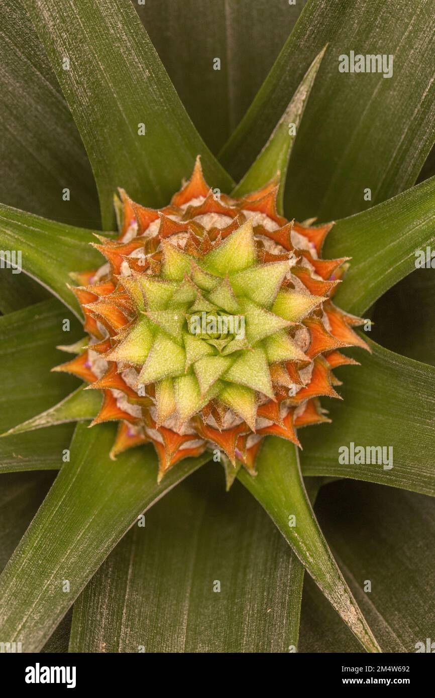 Riassunto delle piante di ananas. la forma del frutto e della pianta è collegata alla sequenza fibonacci con 5 spirali orizzontali e 8 ver Foto Stock