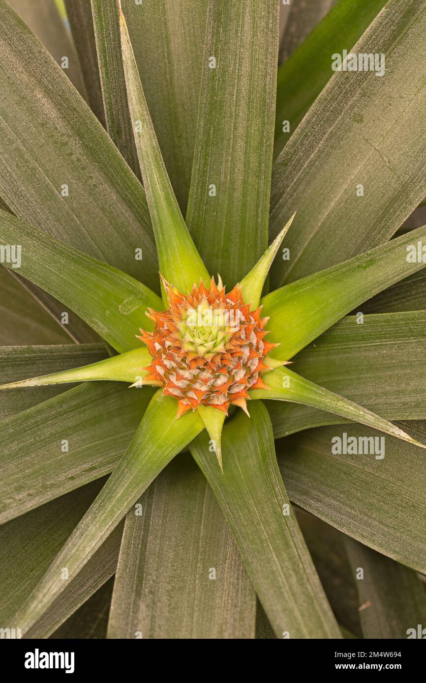 Riassunto delle piante di ananas. la forma del frutto e della pianta è collegata alla sequenza fibonacci con 5 spirali orizzontali e 8 ver Foto Stock