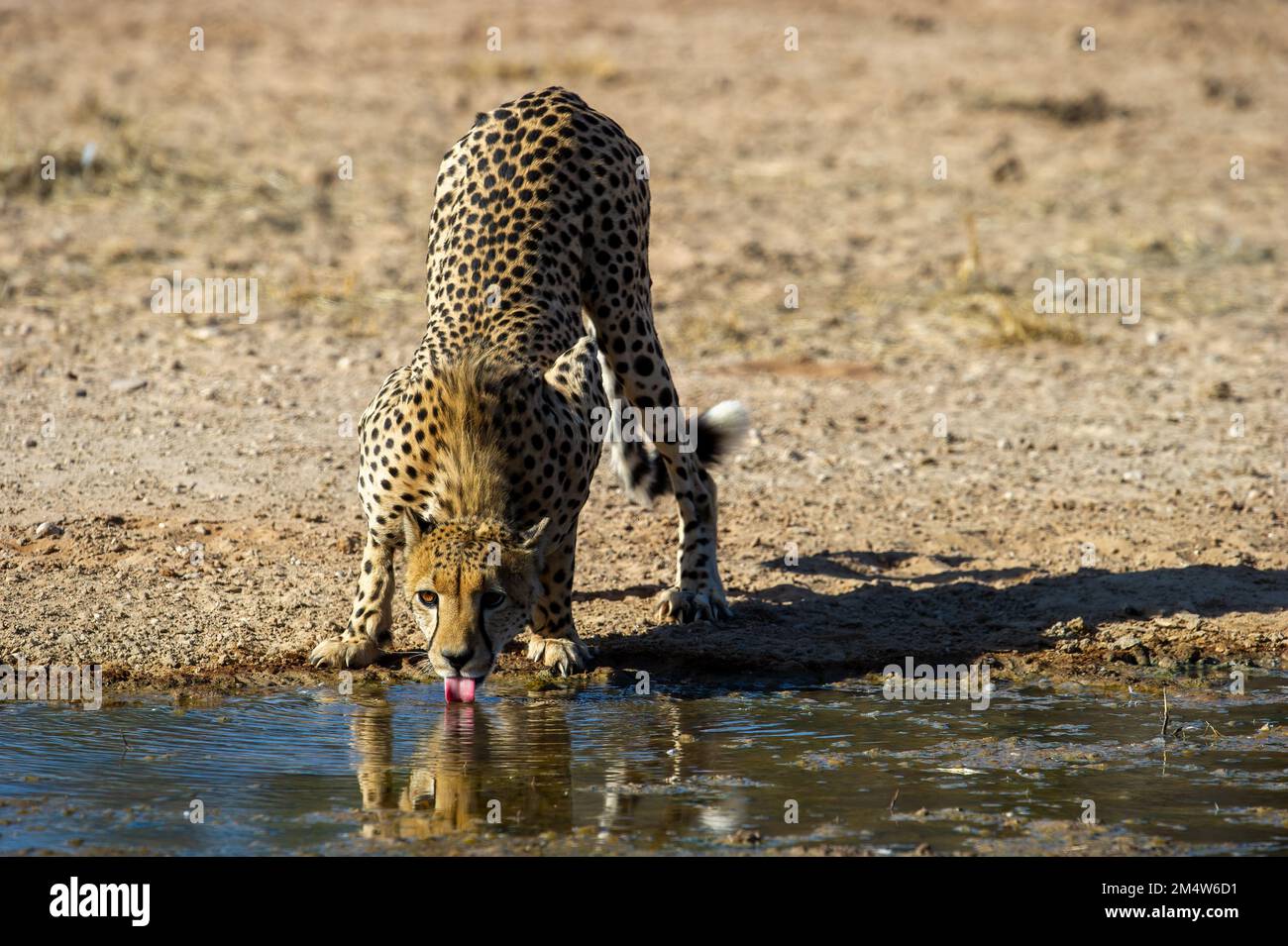 Cheetah (Acinonyx jubatus) Kgalagadi Transfrontier Park, Sudafrica Foto Stock