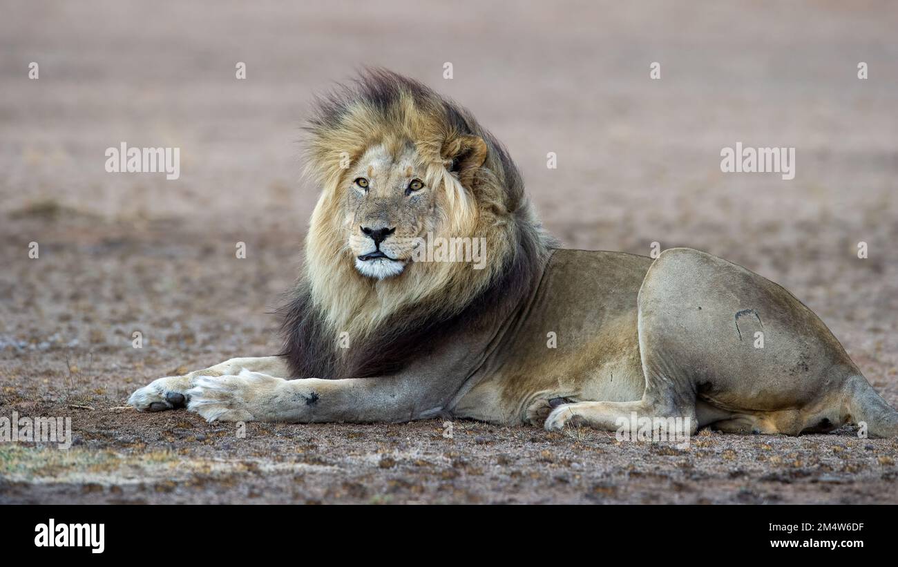 Leone (Panthera leo) Kgalagadi Parco transfrontaliero, Sudafrica Foto Stock