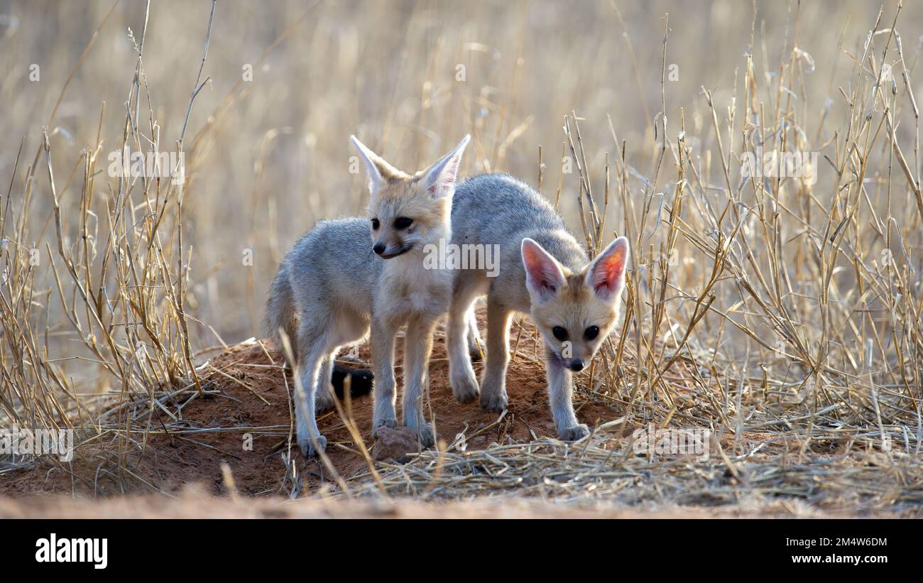 Cape Fox (Vulpes chama) Kgalagadi Transfrontier Park, Sudafrica Foto Stock