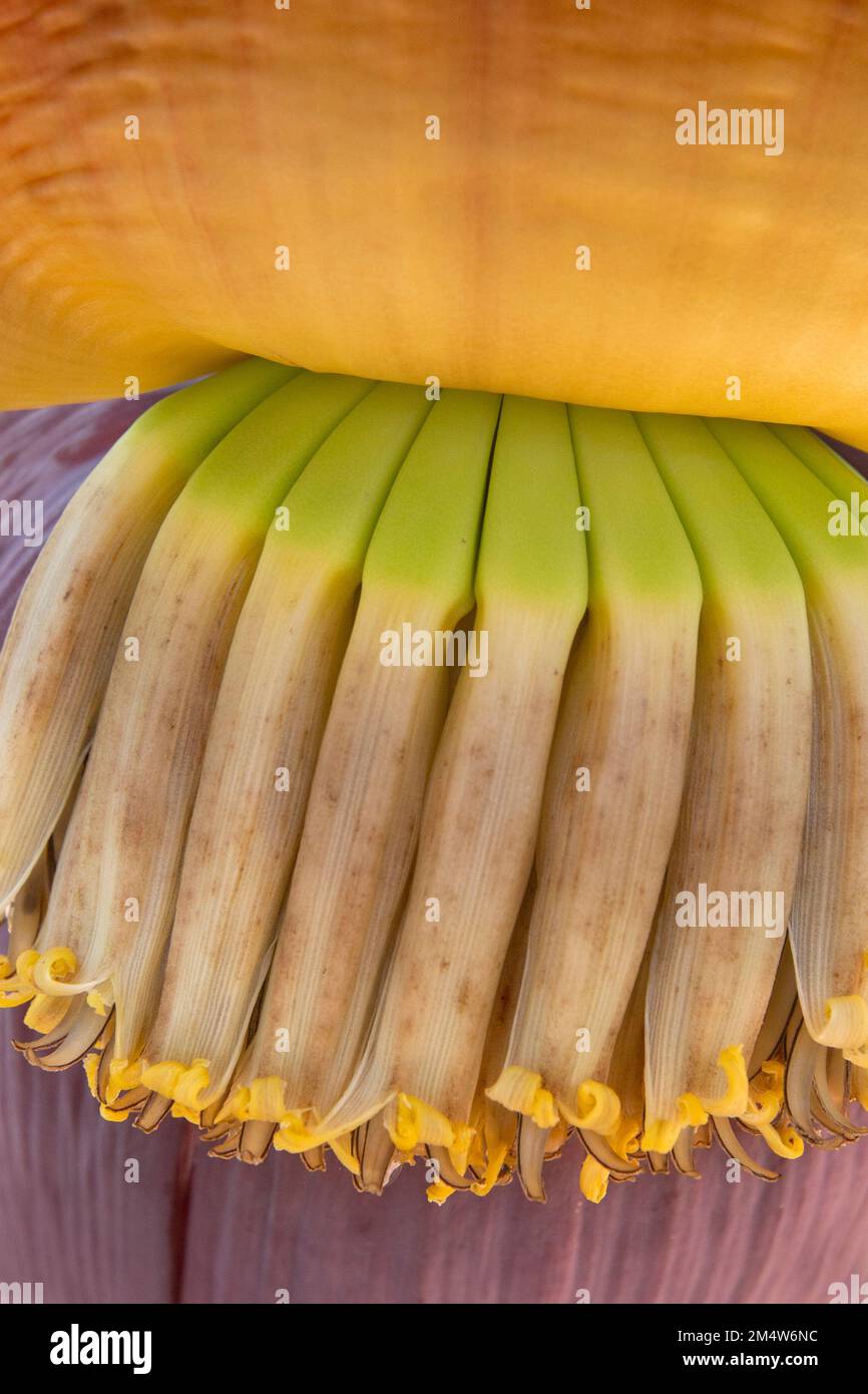 Riassunto Banana frutta e fiore primo piano. Foto Stock