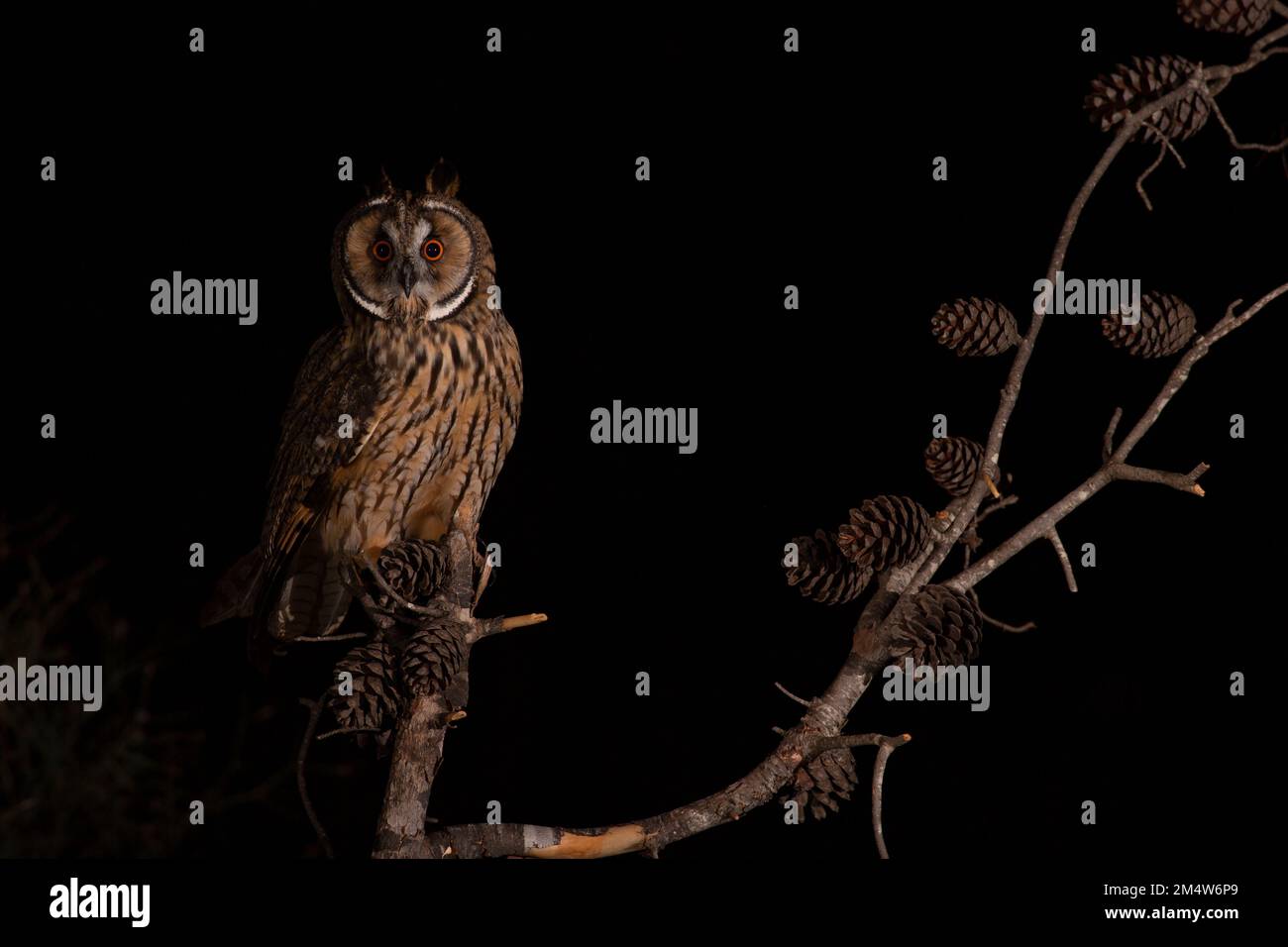 Gufo dalle orecchie lunghe (Asio otus) su arroccato su un pino. Questo gufo abita terreno boschivo vicino a paese aperto in tutto l'emisfero settentrionale. È rigorosamente Foto Stock