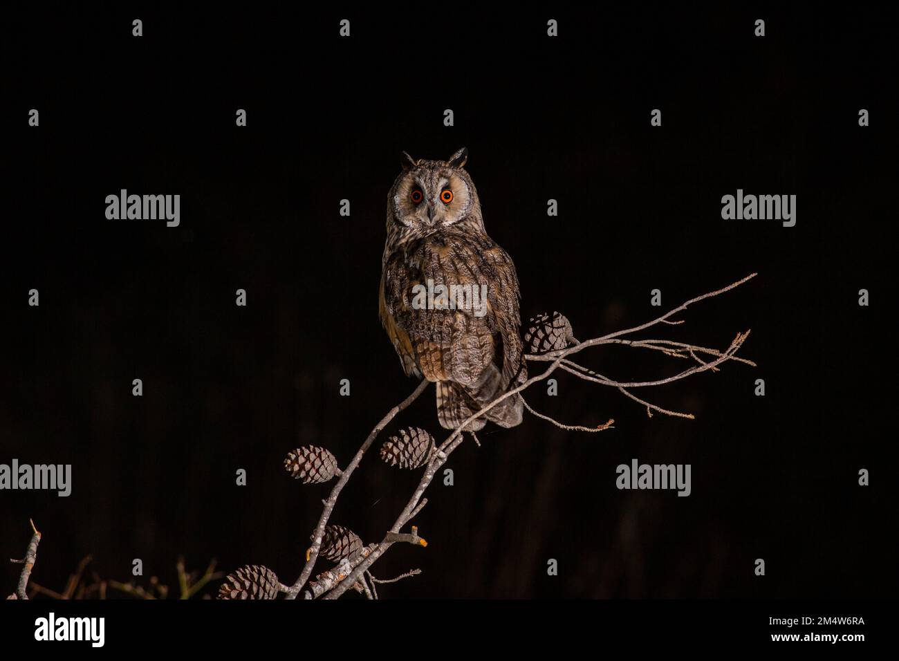 Gufo dalle orecchie lunghe (Asio otus) su arroccato su un pino. Questo gufo abita terreno boschivo vicino a paese aperto in tutto l'emisfero settentrionale. È rigorosamente Foto Stock