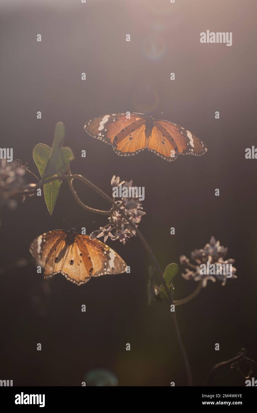 Tiger piano (Danaus chrysippus) AKA African Monarch Butterfly si trova dal Mediterraneo all'Africa tropicale e l'Asia, e fino all'Australia. IO Foto Stock