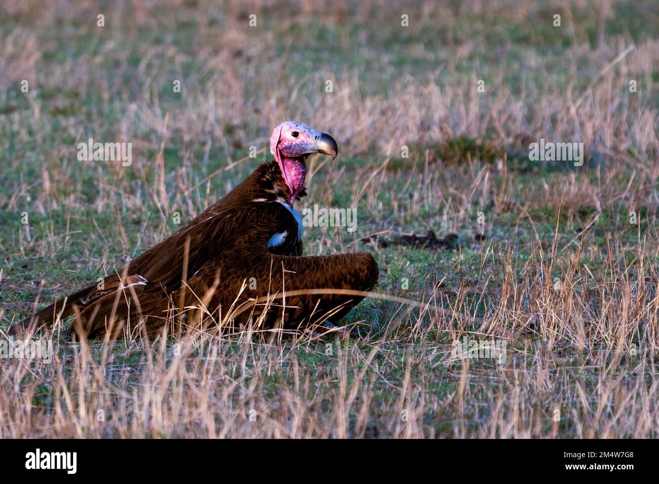 Avvoltoio con faccia di lapislazzone o avvoltoio nubiano (Torgos tracheliotus). Questo uccello abita l'Africa settentrionale e meridionale. Fotografato nel Parco Nazionale di Serengeti Foto Stock