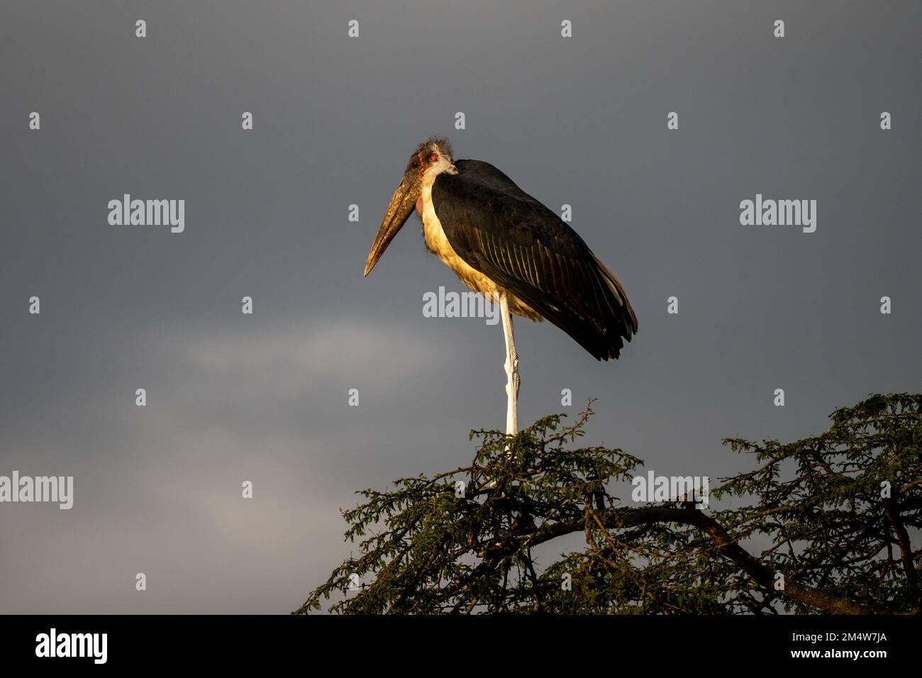 Marabou Stork (Leptoptilos crumeniferus), su un albero. con un cielo nuvoloso sfondo. Questa grande cicogna è trovato l'Africa sub-sahariana. Esso è specializzato Foto Stock