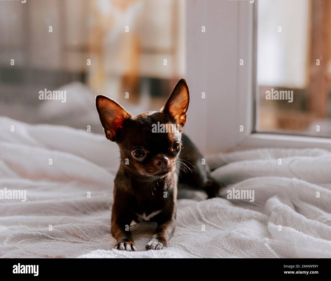 Primo piano ritratto di piccolo divertente marrone chihuahua mini cane, cucciolo carino. Piccolo cane sulla finestra. Spazio di copia. Foto Stock