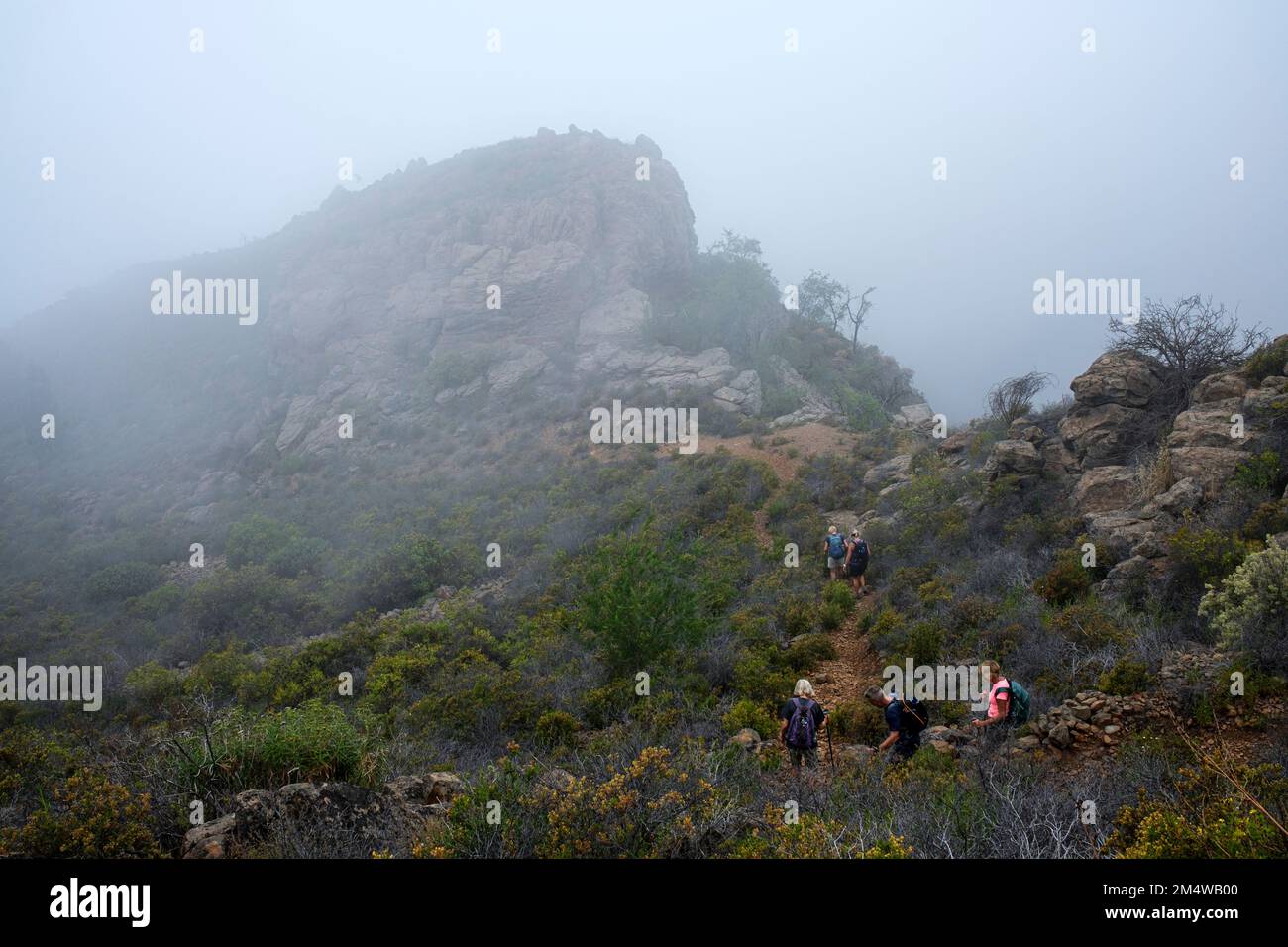 Trekking di gruppo in nebbia e nuvola bassa vicino a Chindia, Taucho, Tenerife, Isole Canarie, Spagna Foto Stock