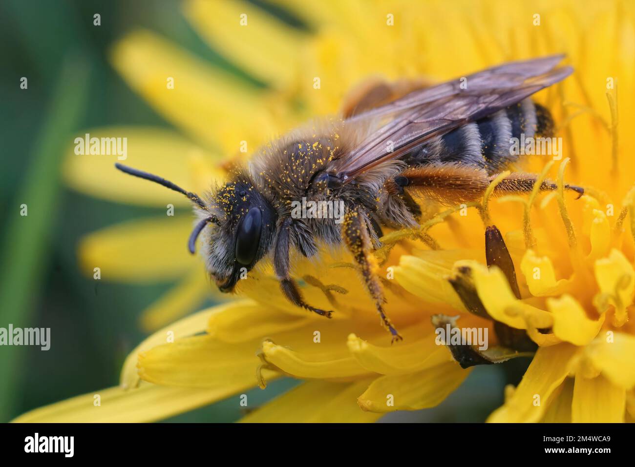 Primo piano naturale su una femmina pelosa Bee da miniera, Andrena gravida , seduta in un fiore giallo di dente di leone Foto Stock