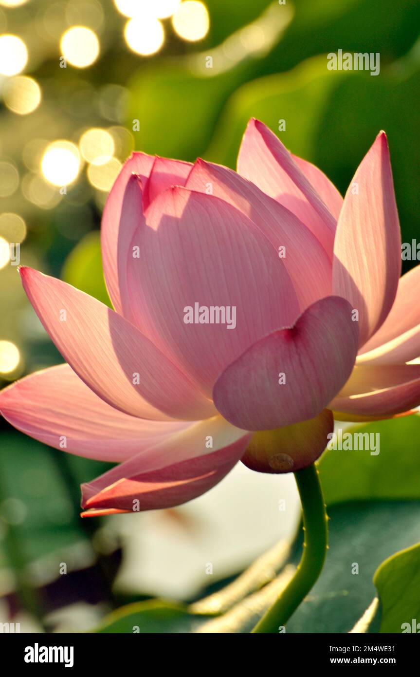Fioritura del fiore di loto Foto Stock