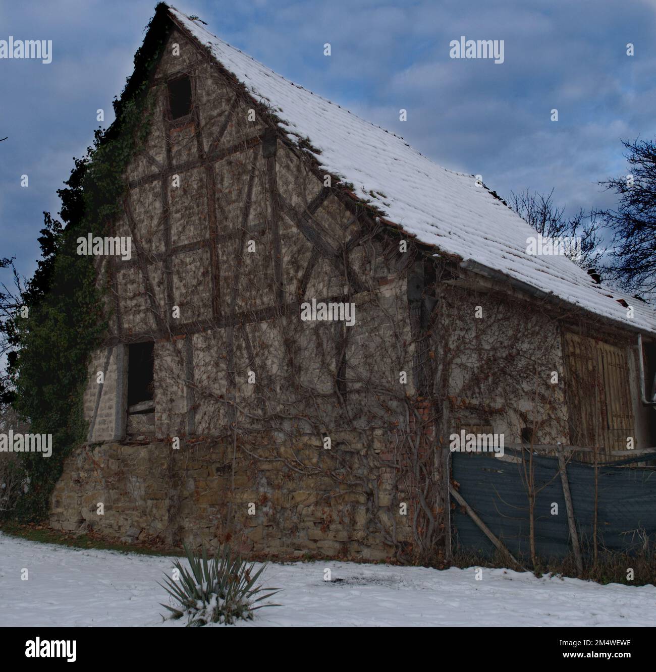 Vecchia casa di legno in inverno con una piccola pianta in primo piano. Foto Stock