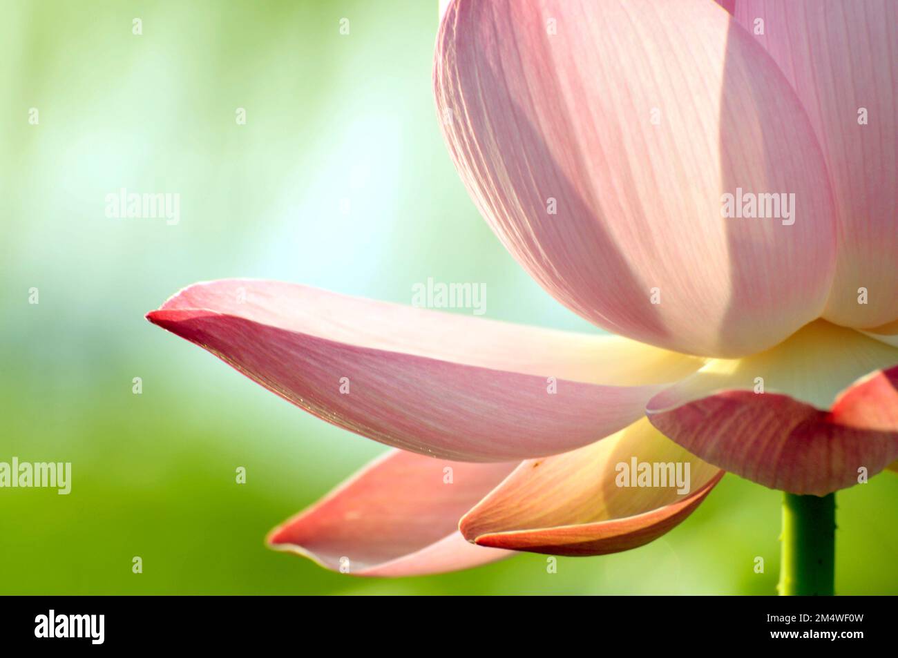 Fioritura del fiore di loto Foto Stock
