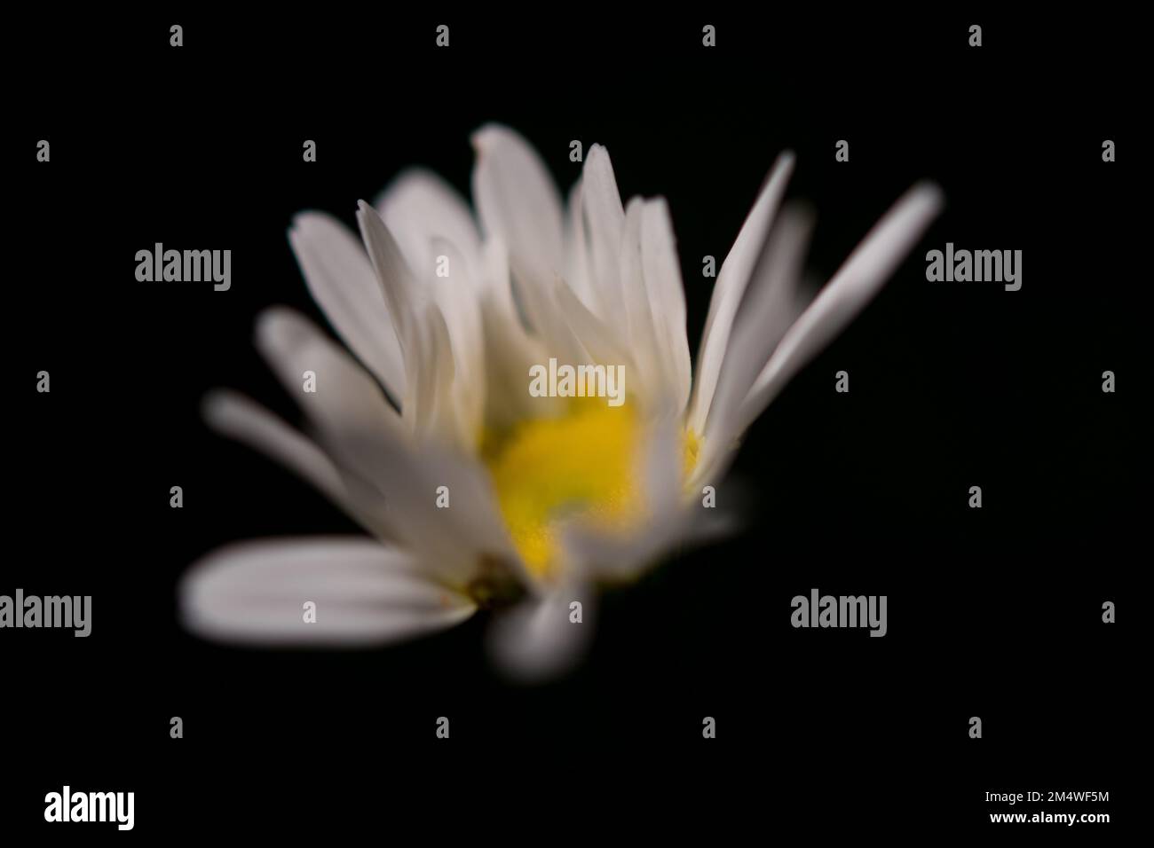 Oxeye Daisy con petali che puntano in tutte le direzioni Foto Stock