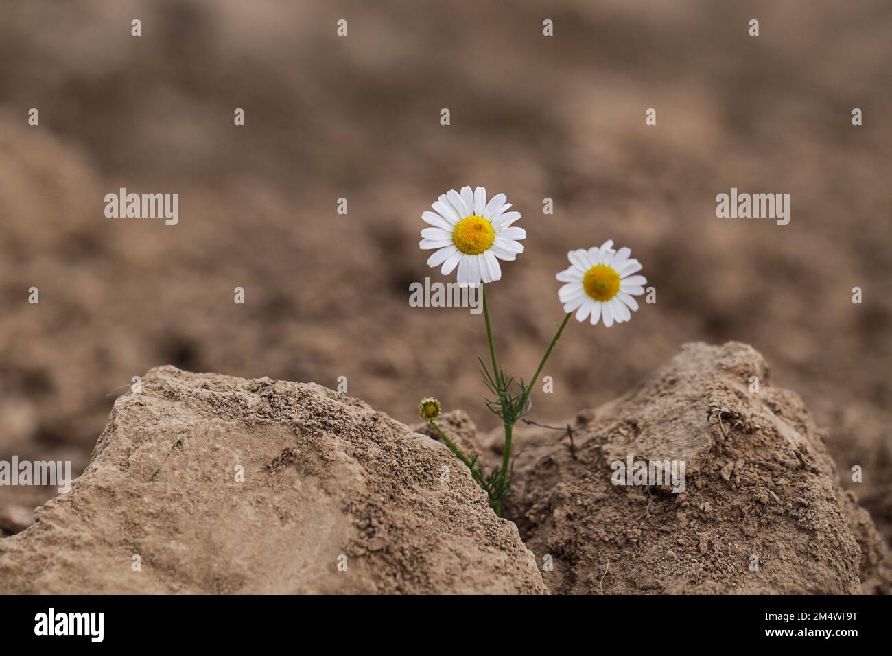 Concetto di riscaldamento globale. Camomilla in suolo asciutto. Minaccia ambientale, protezione della natura selvaggia. Foto Stock