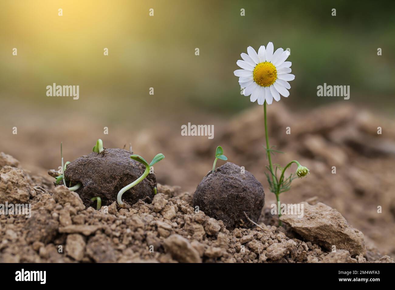 Giardinaggio della guerriglia. Le piante di fiore selvatico di camomilla germogliano da una sfera di seme. Bombe di seme su suolo asciutto Foto Stock