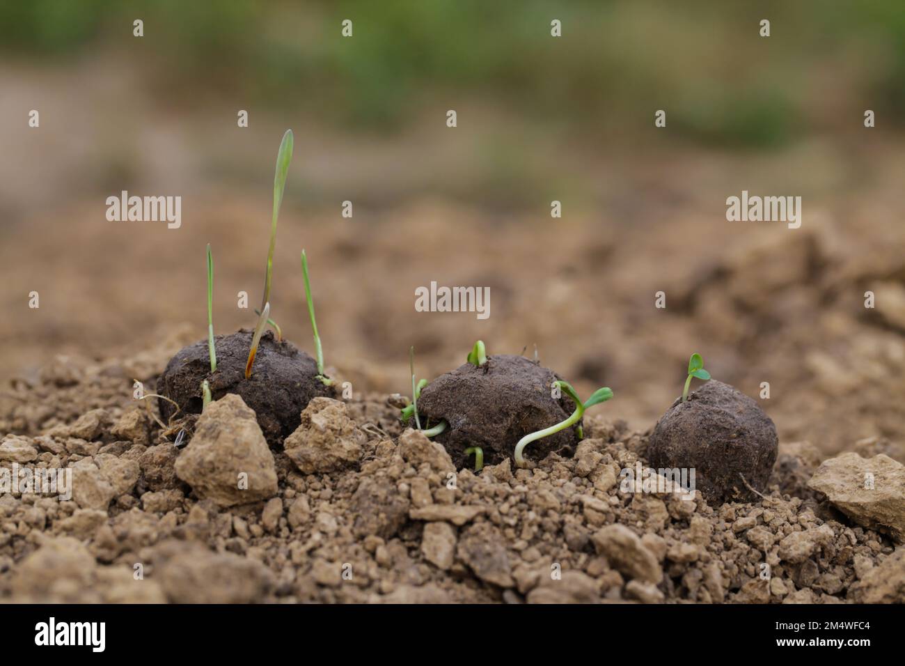 Giardinaggio della guerriglia. Piante germogliano da una palla di germogliazione. Bombe di seme su suolo asciutto Foto Stock