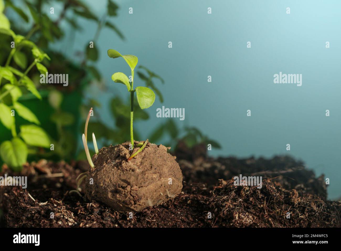 Giardinaggio della guerriglia. Piante germogliano da una palla di germogliazione. Bombe da seme su sfondo blu. Spazio di copia Foto Stock