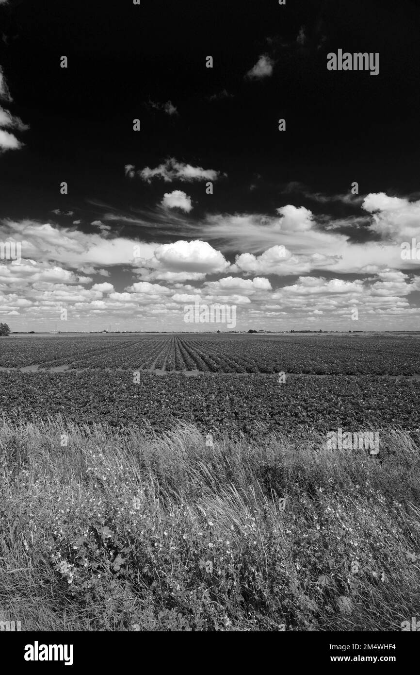 Vista estiva sui campi di patate vicino alla città di Wisbech; Cambridgeshire; Inghilterra; Regno Unito Foto Stock