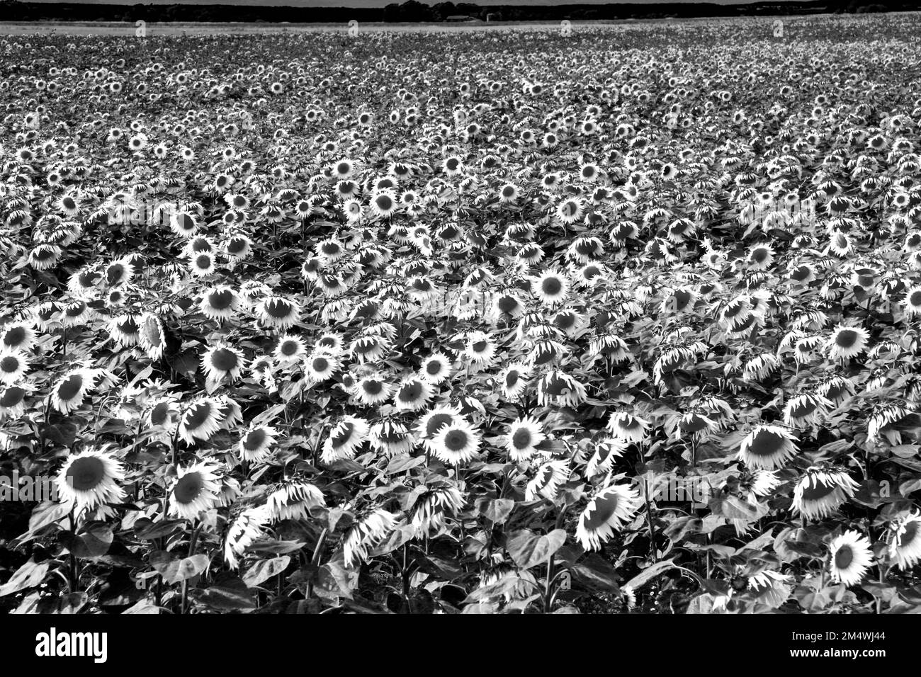 Campo di girasoli vicino a March Town; Cambridgeshire; Inghilterra; UK Foto Stock