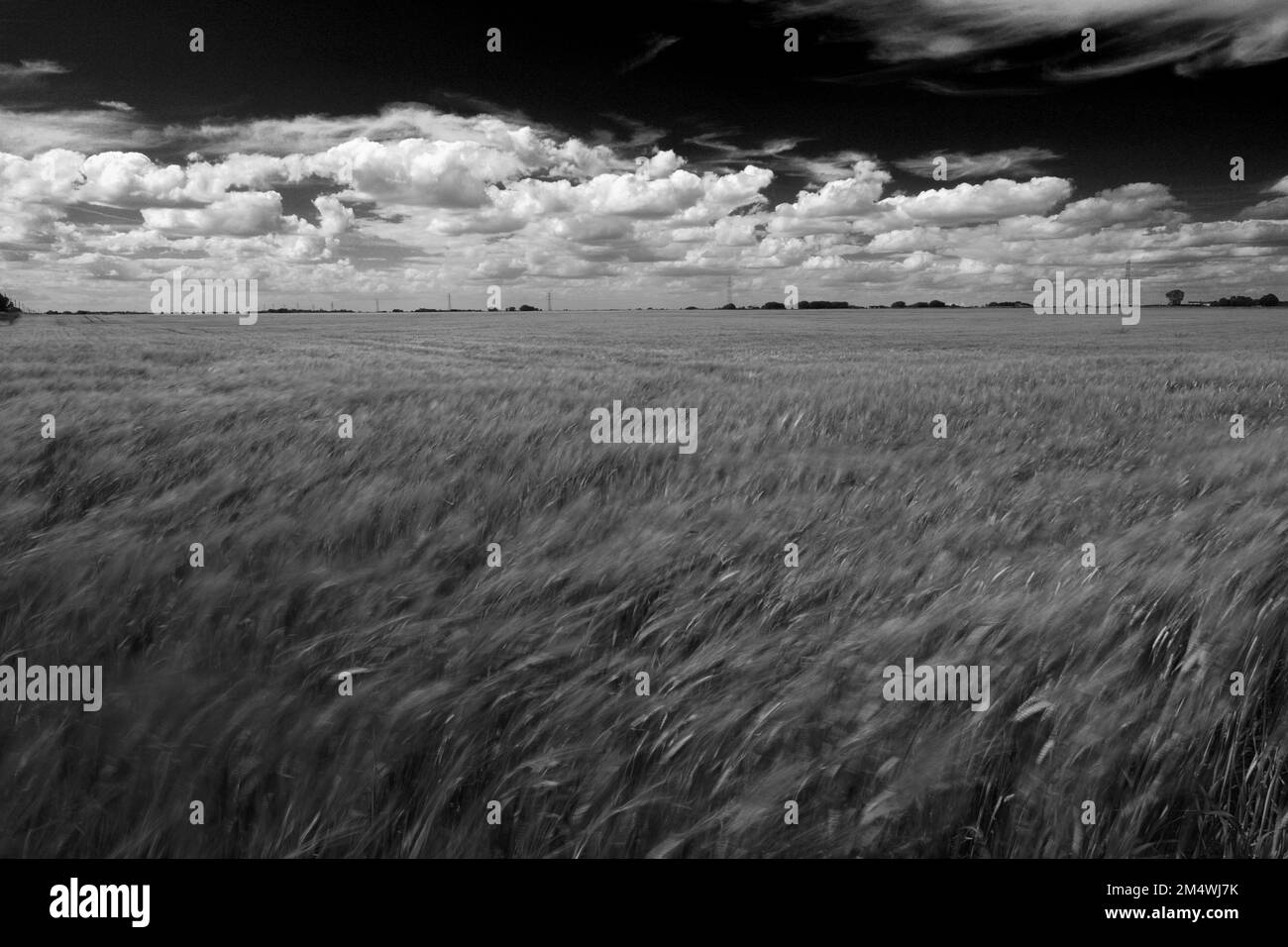 Vista estiva su Barley Fields vicino alla città di Wisbech; Cambridgeshire; Inghilterra; Regno Unito Foto Stock