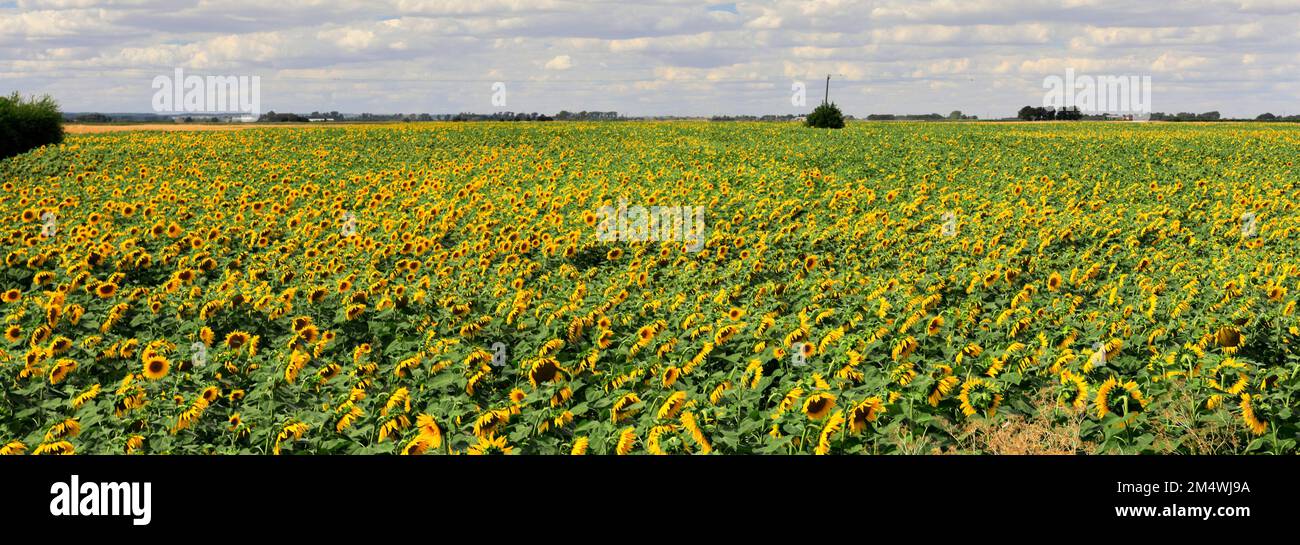 Campo di girasoli vicino a March Town; Cambridgeshire; Inghilterra; UK Foto Stock