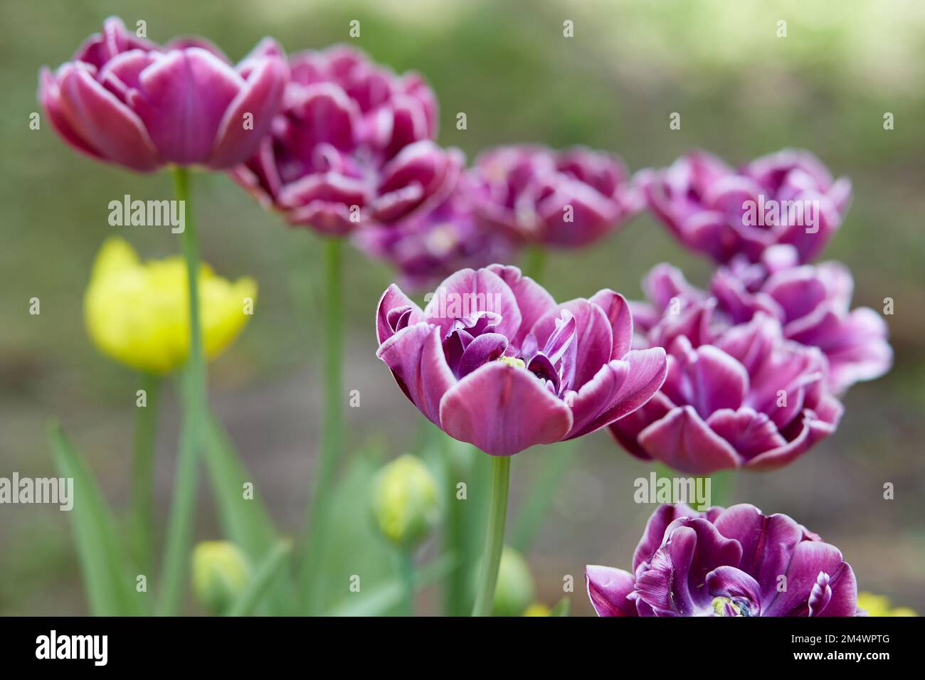 Diversi tulipani varietali Dream Touch in una giornata estiva in giardino Foto Stock