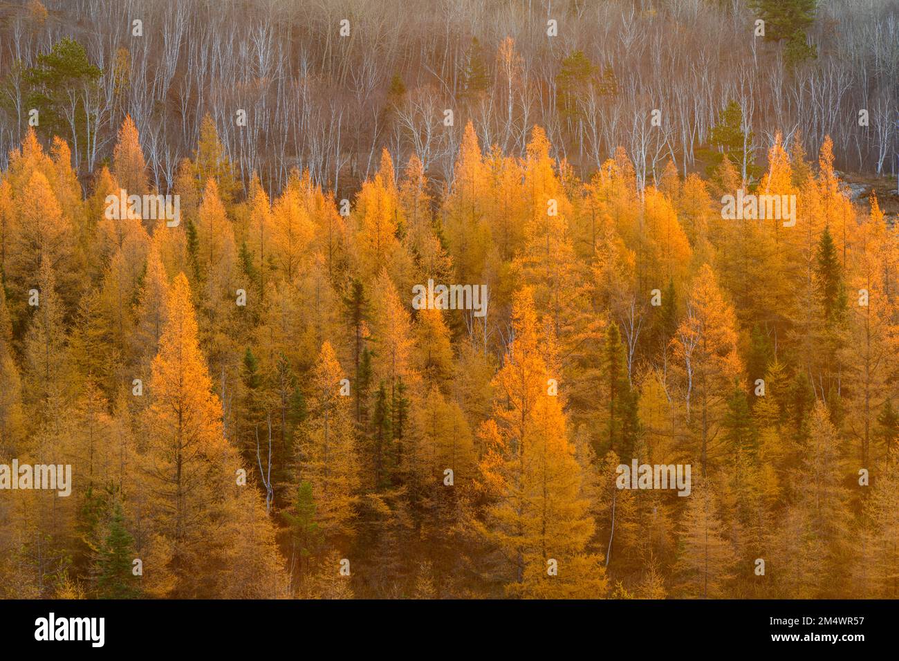 Larici autunnali ghiacciati, Greater Sudbury, Ontario, Canada Foto Stock