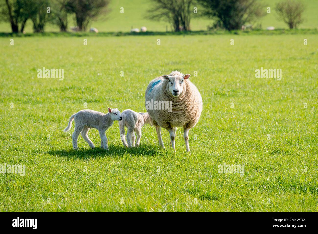 Madre pecora e i suoi agnelli in primavera Foto Stock