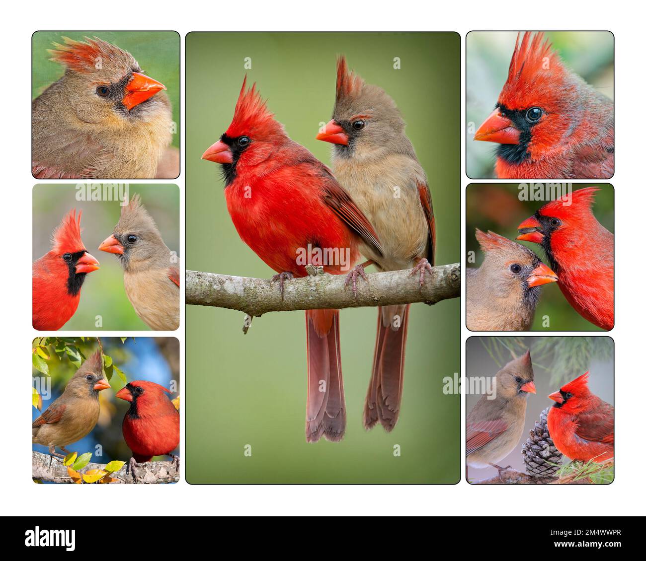 Poster contenente sette immagini di Northern Cardinal Mates fotografate nella Louisiana meridionale Foto Stock
